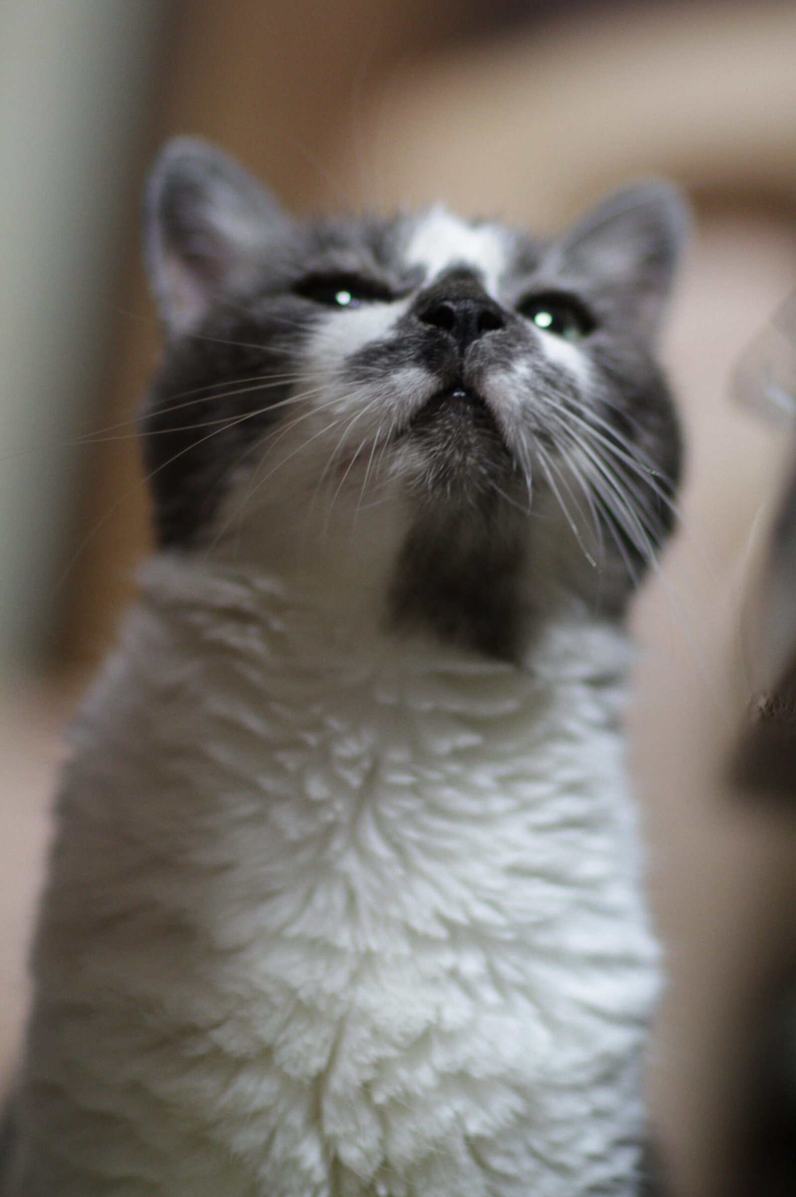 Silent Guardianship (image credits: wikimedia)