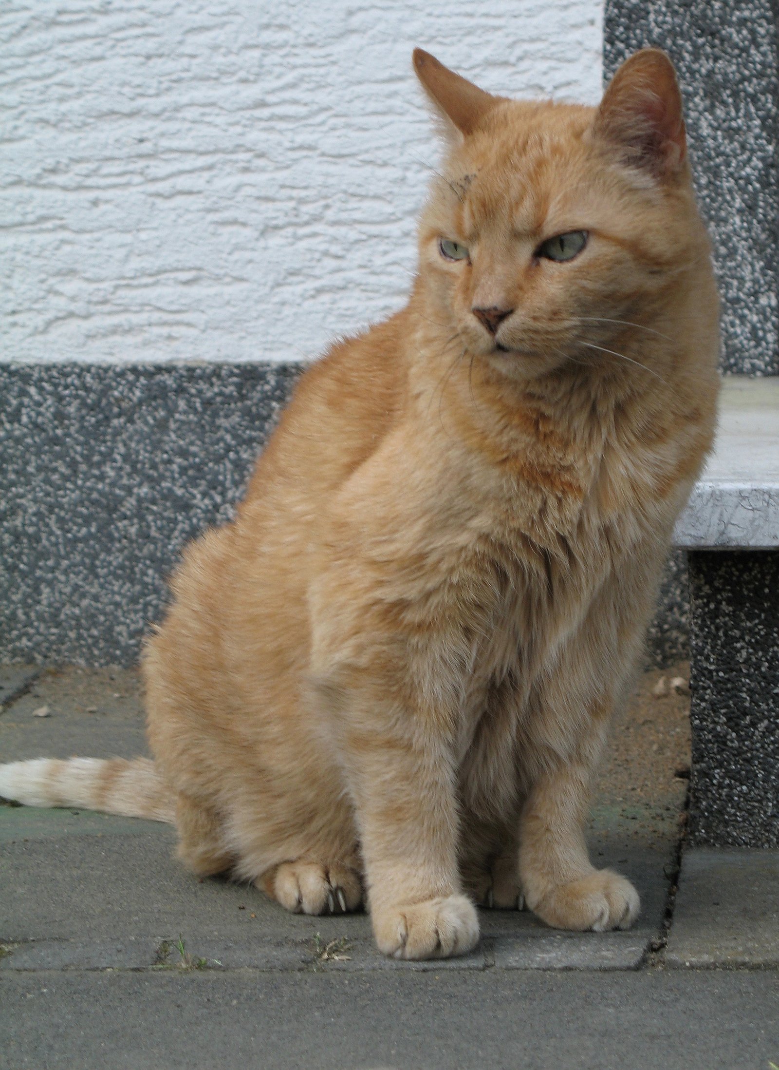 A Final Word on Feline Watchfulness (image credits: wikimedia)