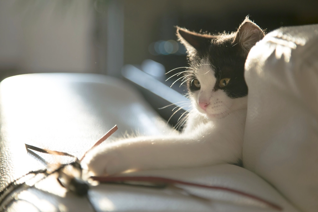 The Role of Play in Feline Relationships (image credits: rawpixel)
