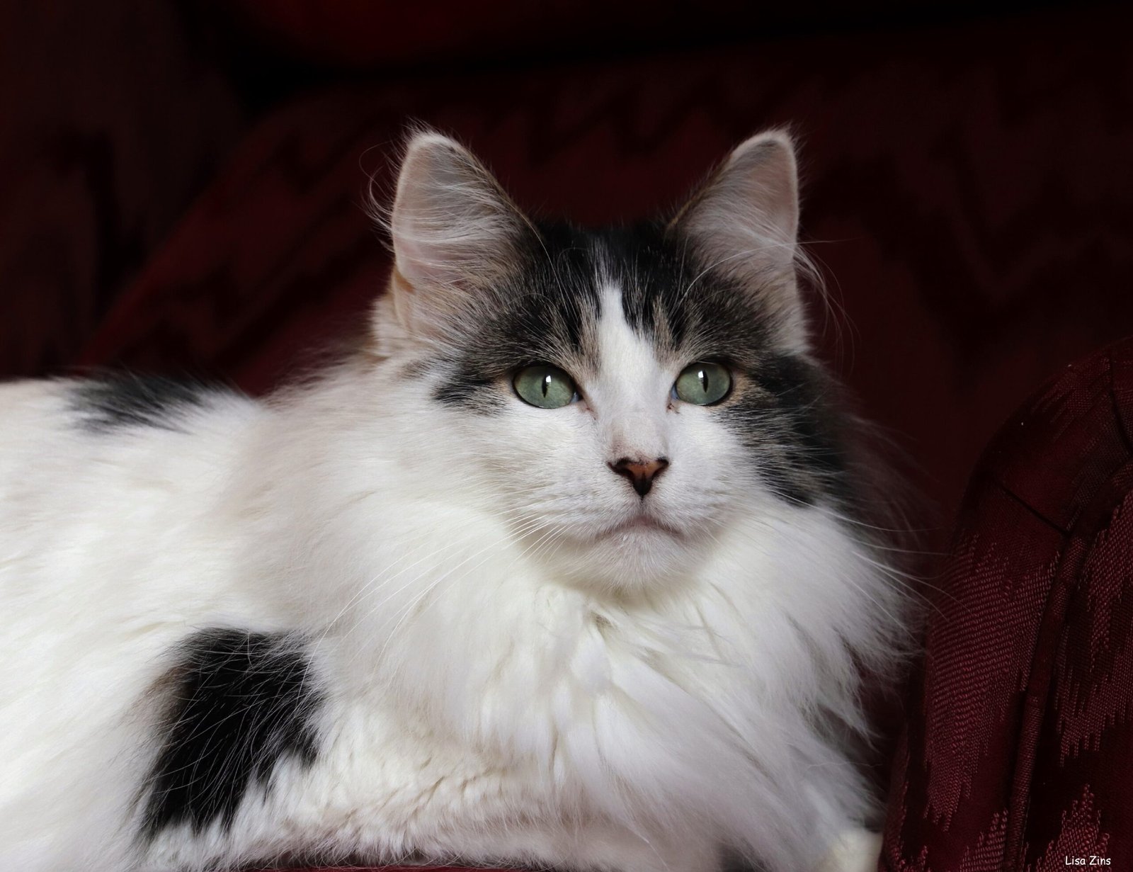 Gentle Head Butts: When You’re Not Looking (image credits: wikimedia)