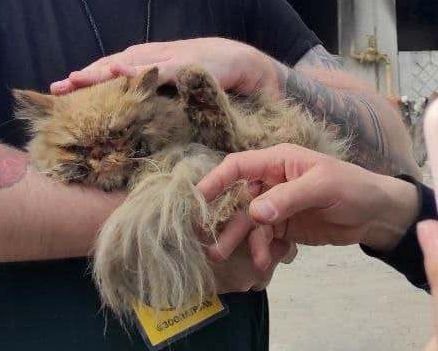Understanding Your Rescue Cat’s Past (image credits: wikimedia)