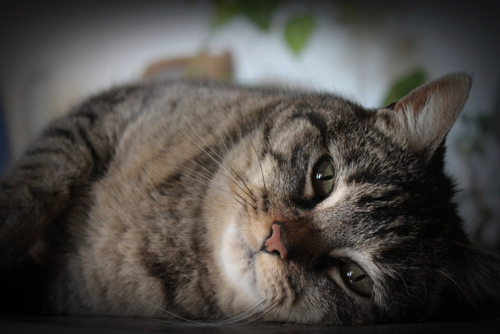 From Kittens to Seniors: Stillness Across Life Stages (image credits: rawpixel)