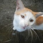 What Happens When a Cat Finally Stops Hiding From You