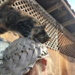 How to Be the Person Your Rescue Cat Finally Relies On