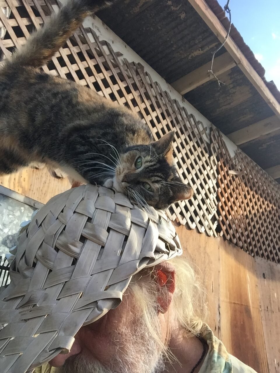 How to Be the Person Your Rescue Cat Finally Relies On
