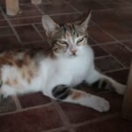 Signaling Contentment and Relaxation