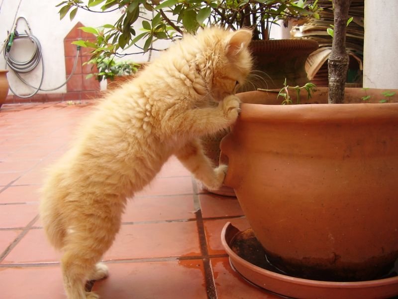 Curiosity About the World Around Them (image credits: wikimedia)