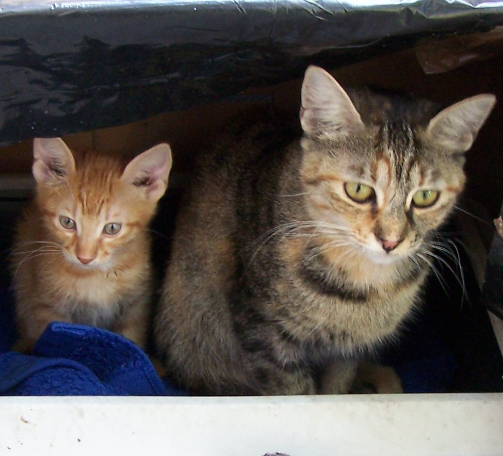 Observing the Surroundings (image credits: wikimedia)