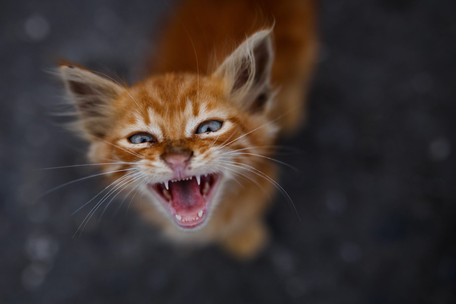 Demonstrating Contentment With Routine (image credits: wikimedia)