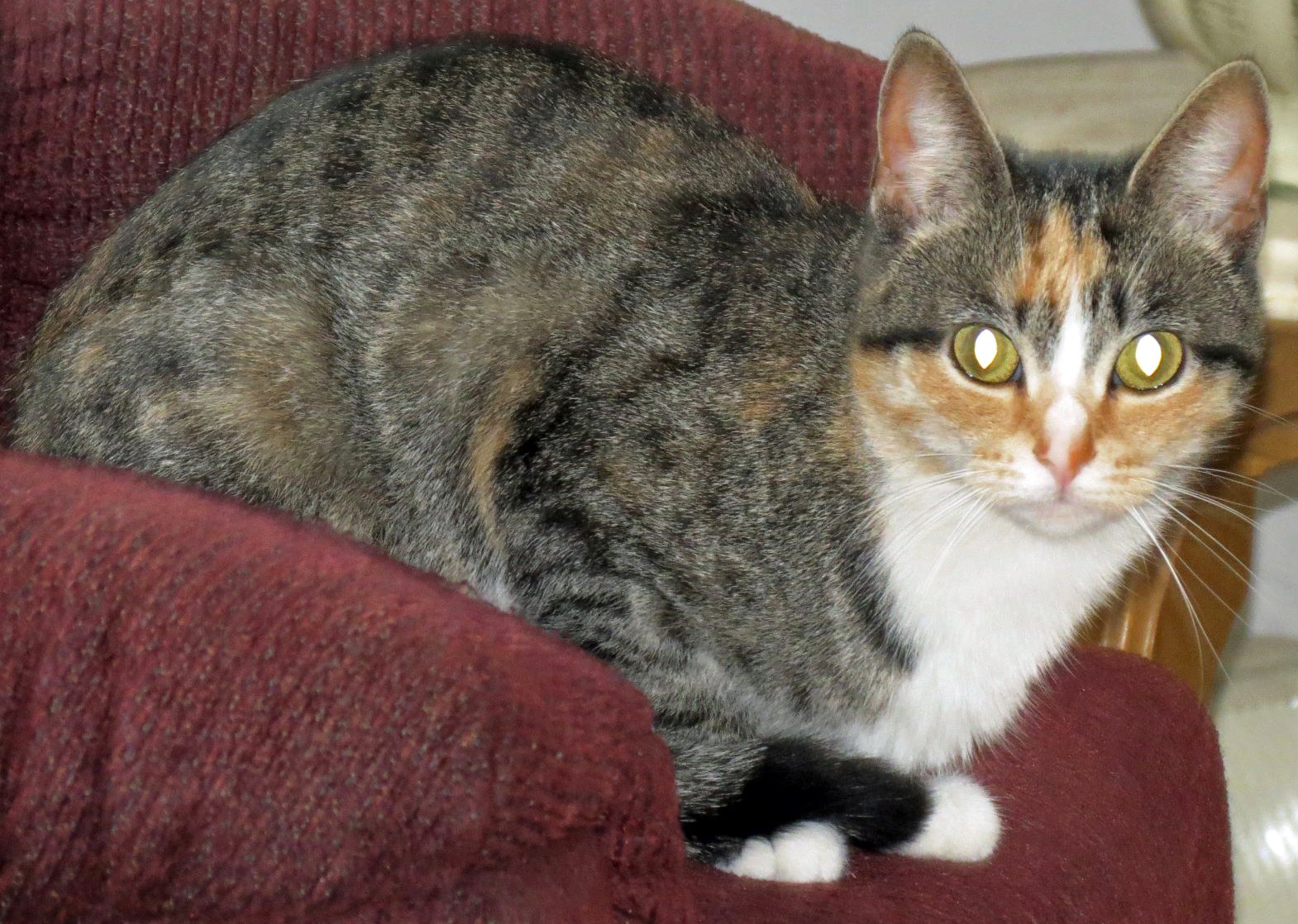 Showing Subtle Dominance (image credits: wikimedia)