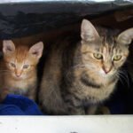 What It Means When a Cat Sits With Their Back to You