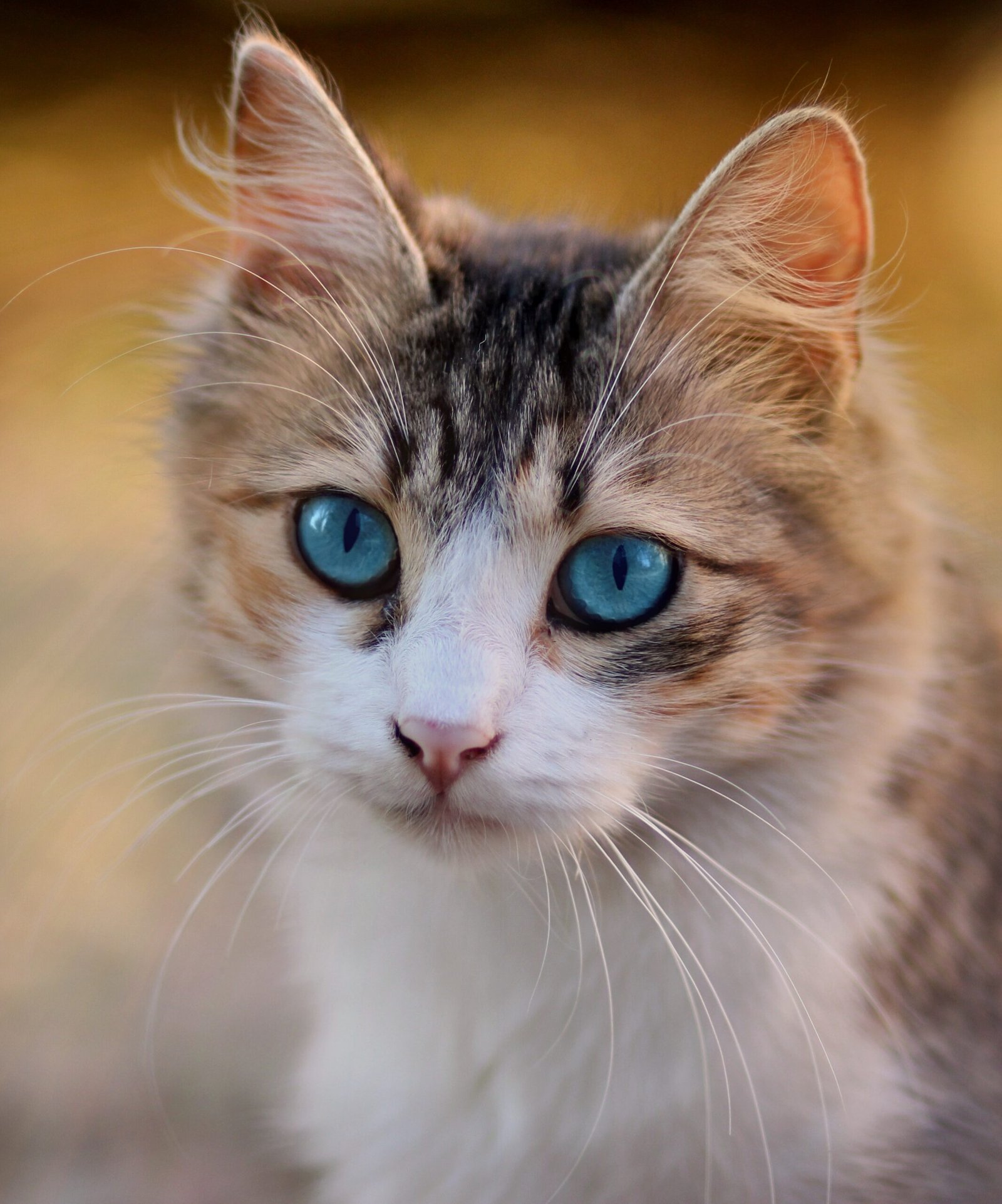 Touch: More Than Just Petting (image credits: wikimedia)