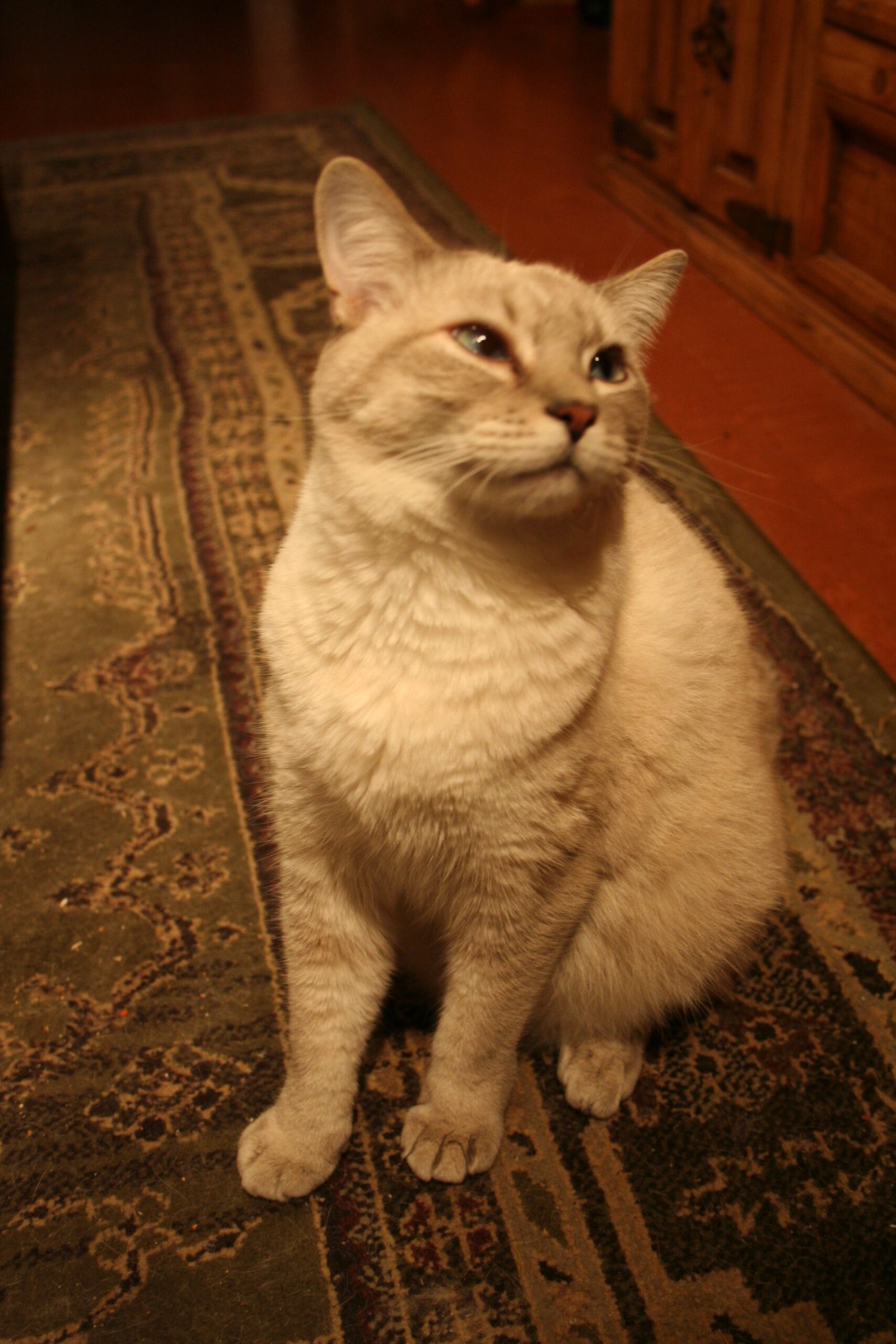 Gentle Head Butts: The Ultimate Kitty Kiss (image credits: wikimedia)