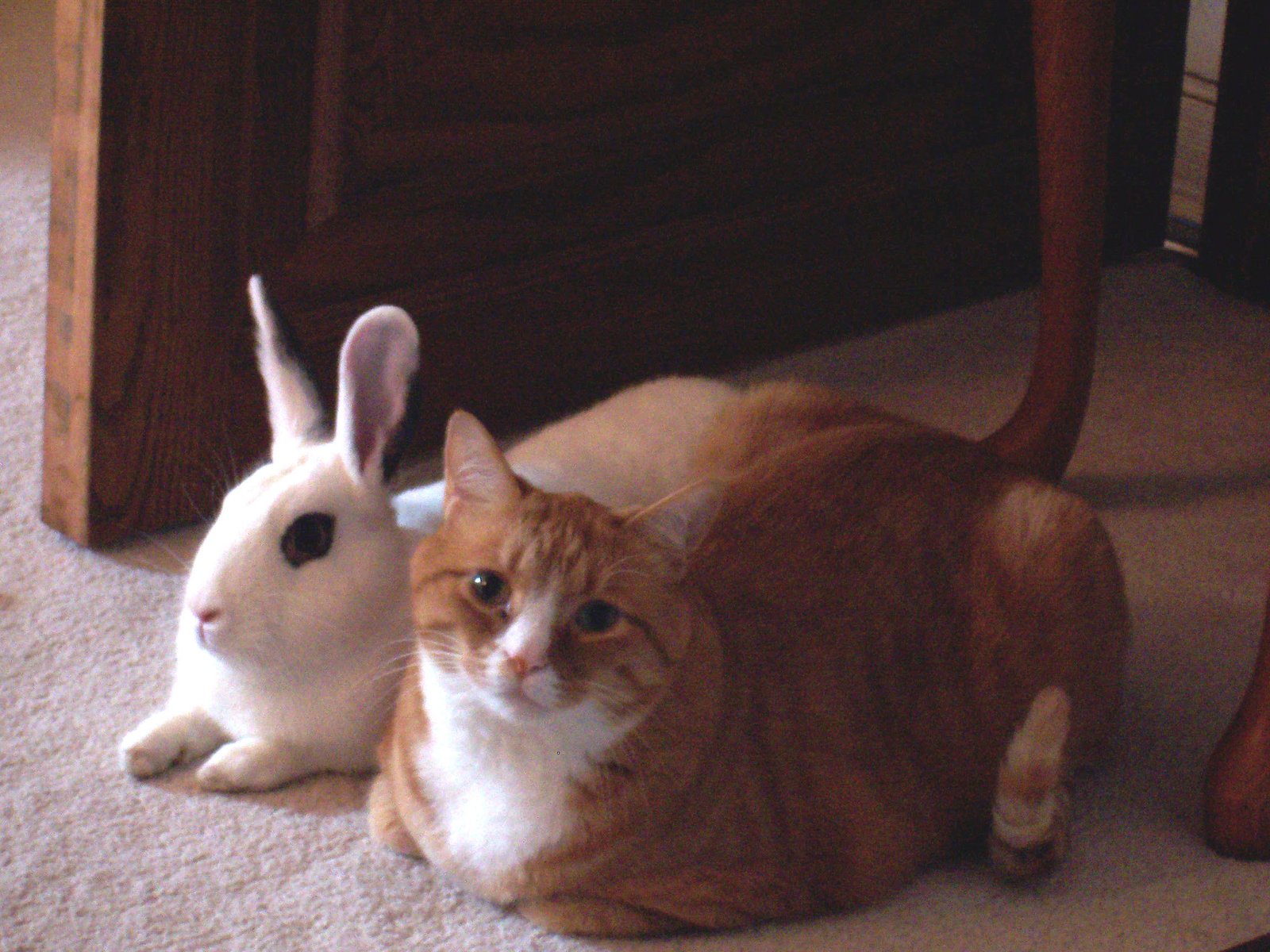 Shared Solitude: Together Apart (image credits: wikimedia)