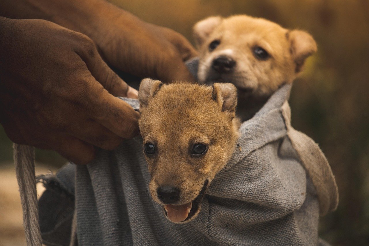 Letting You Pick Them Up Without Protest (image credits: pixabay)