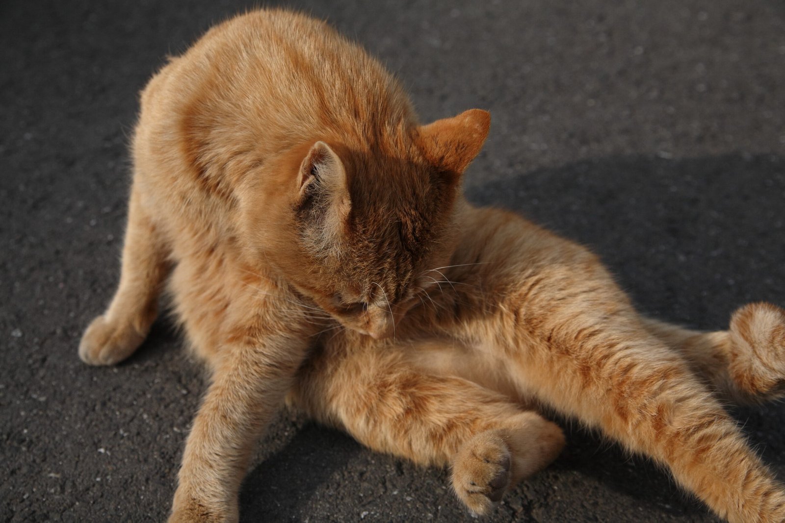 Casual Grooming in Your Presence (image credits: wikimedia)