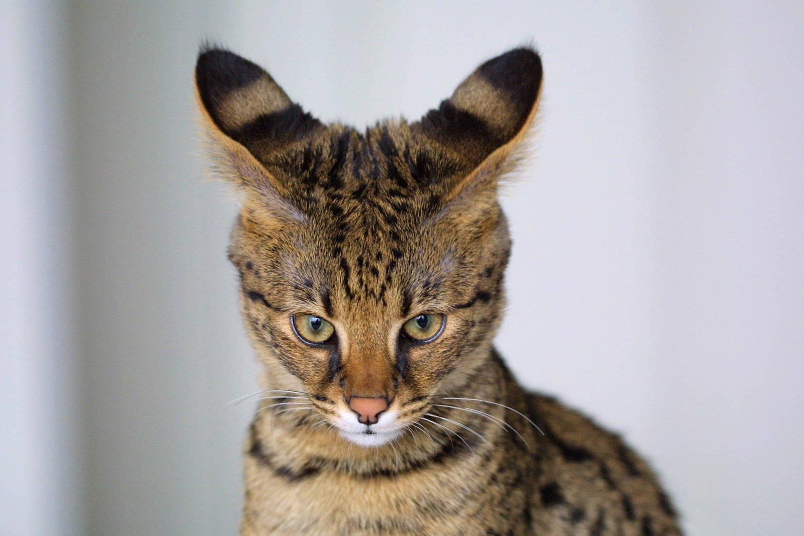 Soft, Relaxed Ears (image credits: wikimedia)