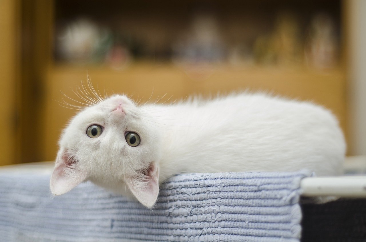 Playful Flops and Rolls (image credits: pixabay)