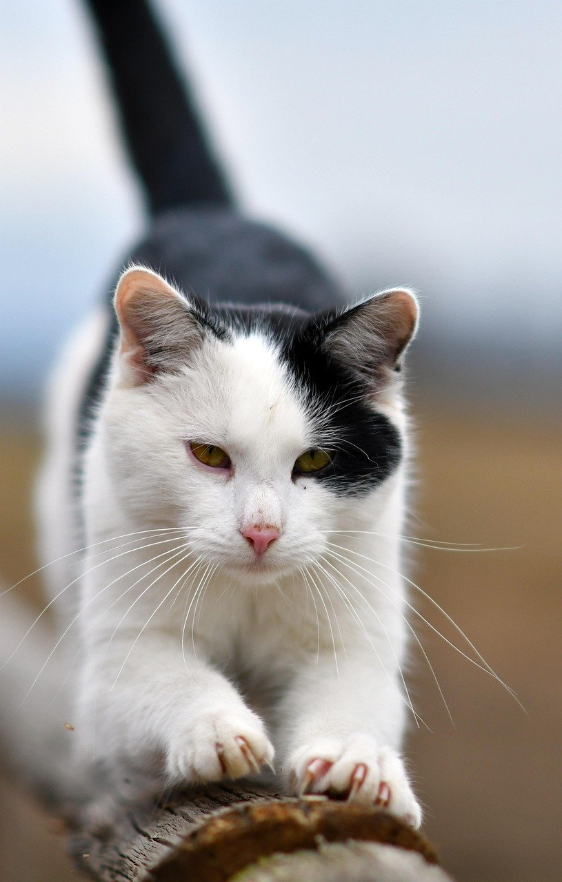 Stretching With Confidence (image credits: pixabay)