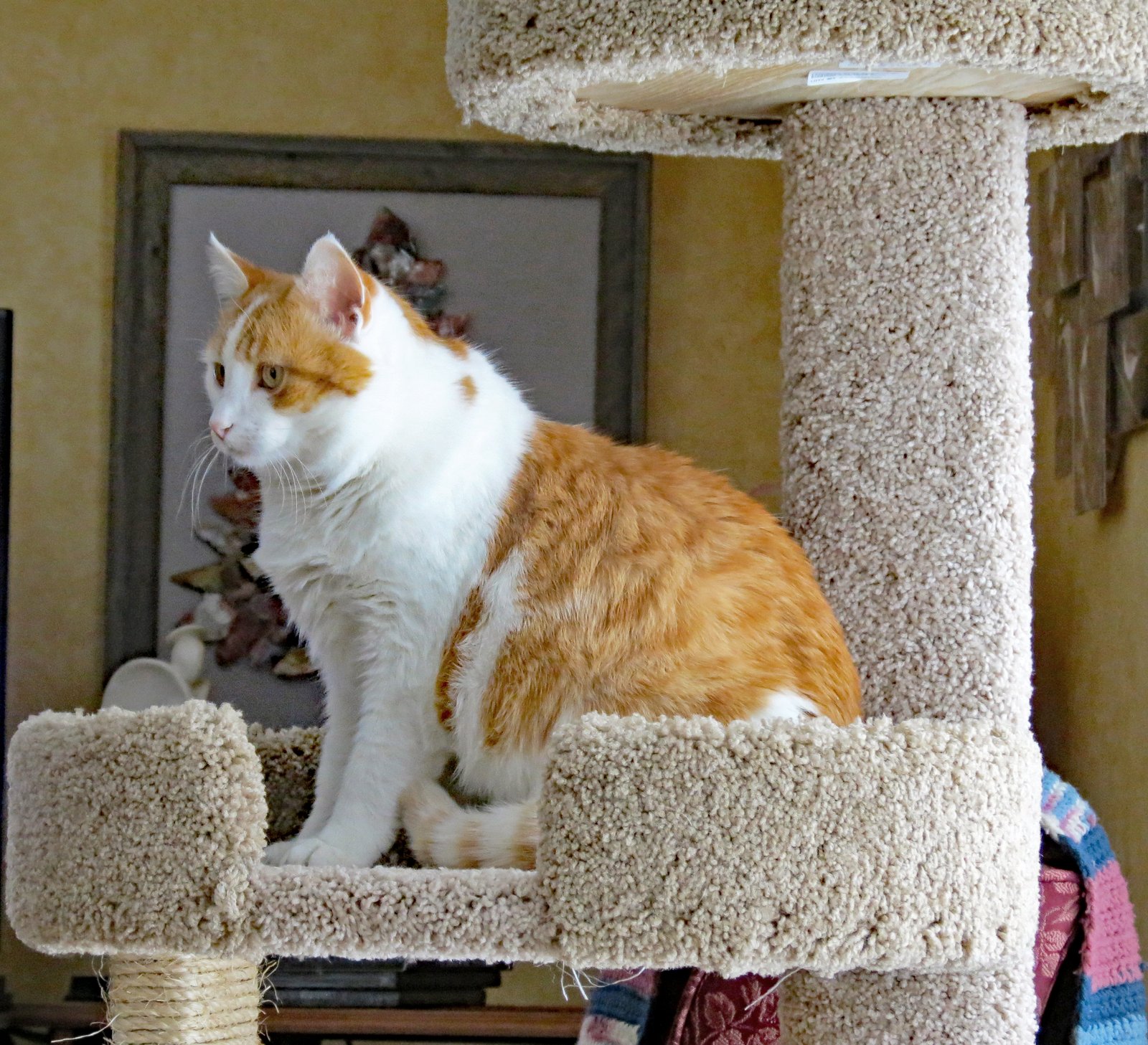 Head Butting and Cheek Rubbing (image credits: wikimedia)