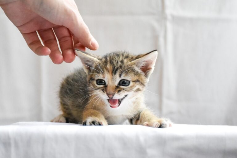 Why Some Cats Only Express Love After You Leave the Room