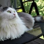 Why Cats Choose the Same Spot Every Day — And Why It Matters