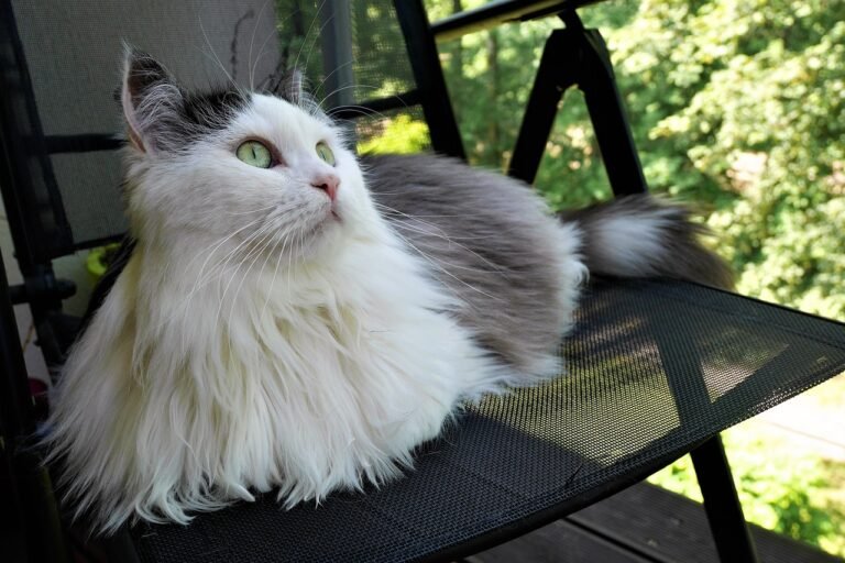 Why Cats Choose the Same Spot Every Day — And Why It Matters
