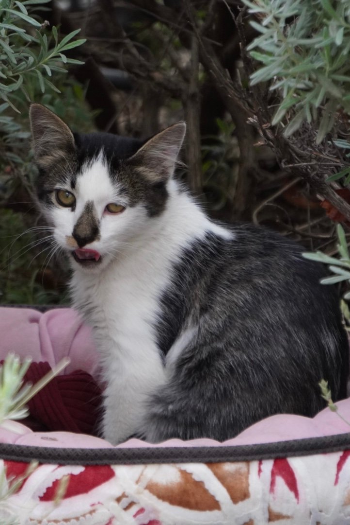 Encouraging Positive Interactions With Other Pets (image credits: wikimedia)