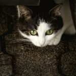 How to Earn the Loyalty of a Cat That’s Been Hurt