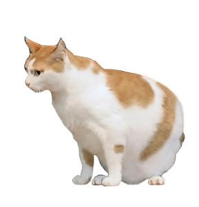 Japanese Bobtail: Cheerful and Respectful (image credits: wikimedia)