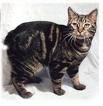 Manx: Loyal and Self-Assured (image credits: wikimedia)