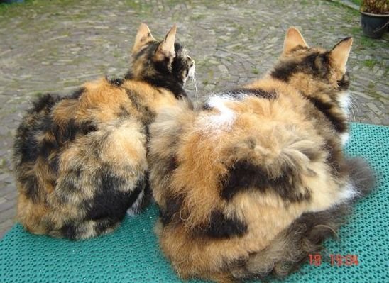 LaPerm: Loving but Not Demanding (image credits: wikimedia)