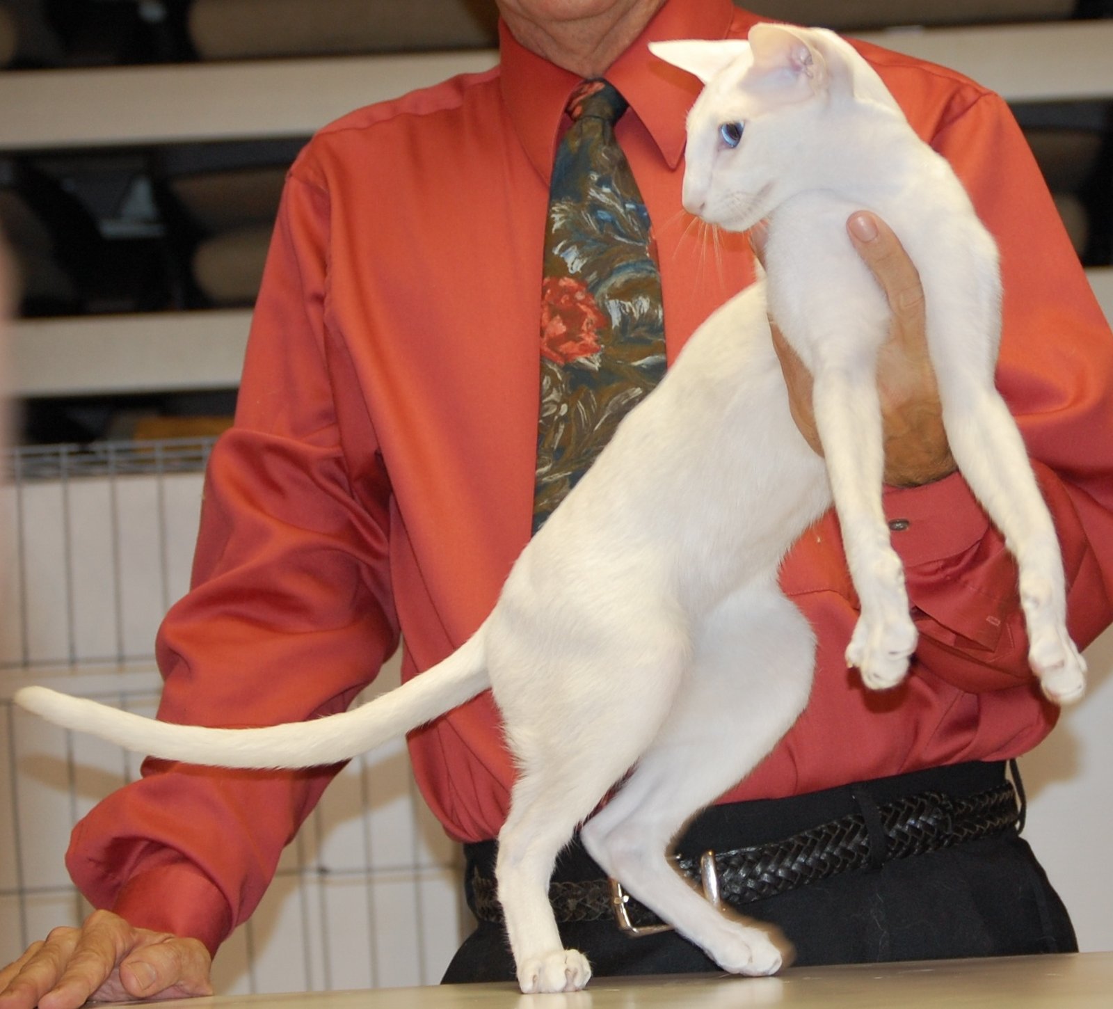 Oriental Shorthair: Talkative Yet Polite (image credits: wikimedia)