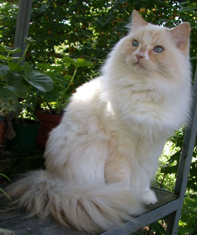 Ragamuffin: Gentle and Adaptable (image credits: wikimedia)
