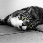 10 Cat Breeds That Express Affection Without Clinginess