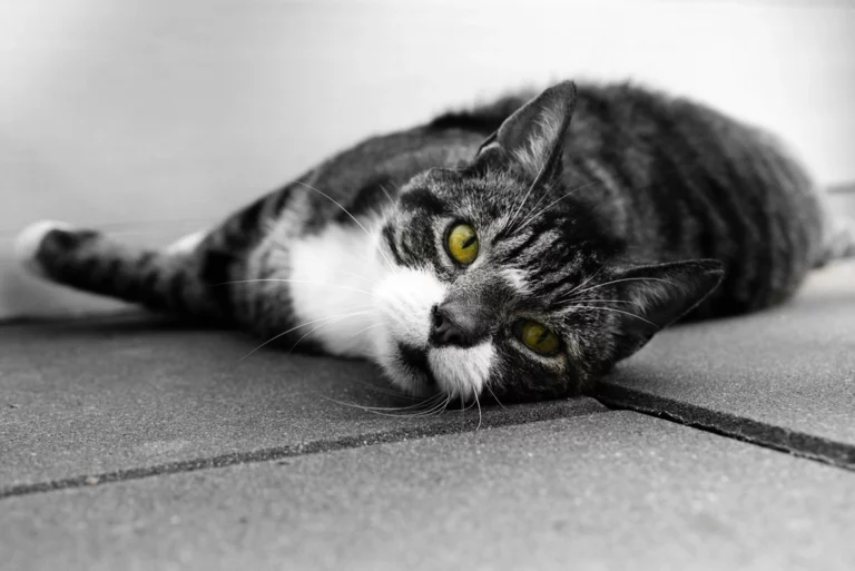 10 Cat Breeds That Express Affection Without Clinginess