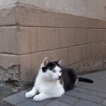 Why Your Cat Watches the Door When You Leave