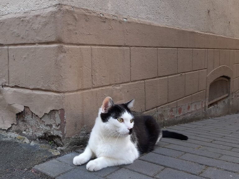 Why Your Cat Watches the Door When You Leave