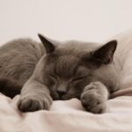 How to Know When a Cat Has Bonded Beyond Just Routine