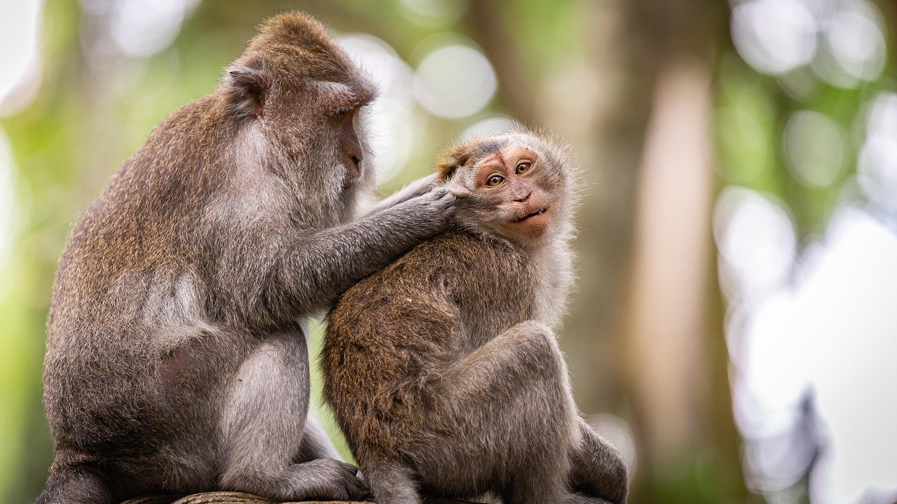 The Influence of Human Behavior (image credits: pixabay)