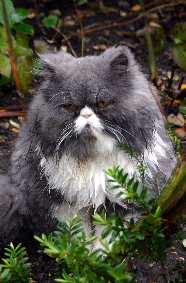 The Surprising Depths of Feline Intelligence (image credits: wikimedia)