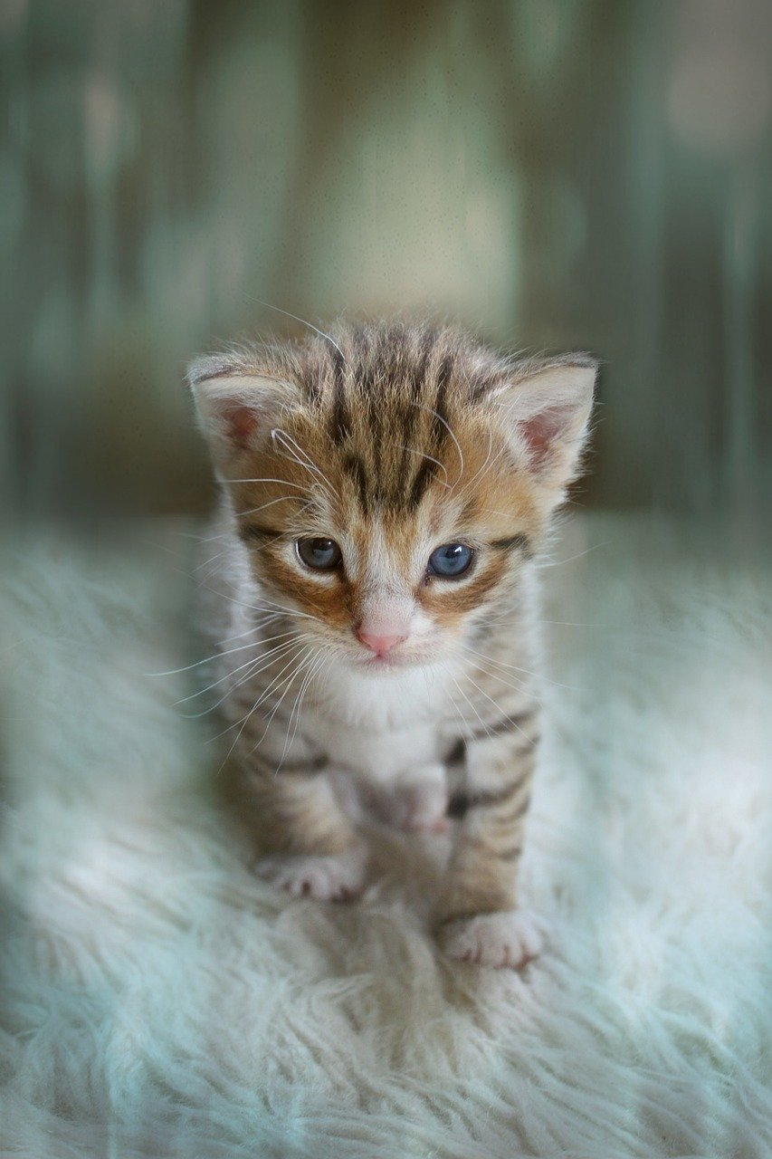 Manipulation or Emotional Genius? (image credits: pixabay)