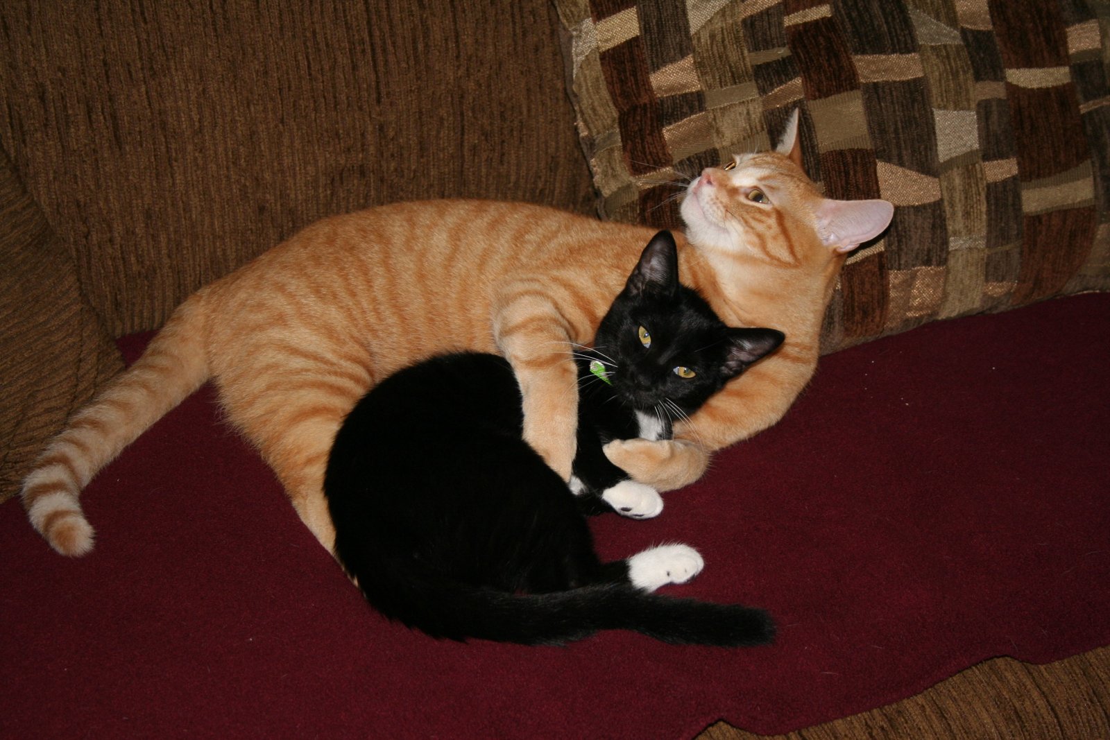 Snuggling Against Your Body (image credits: wikimedia)