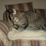 How to Recognize the Moment Your Cat Finally Feels at Home