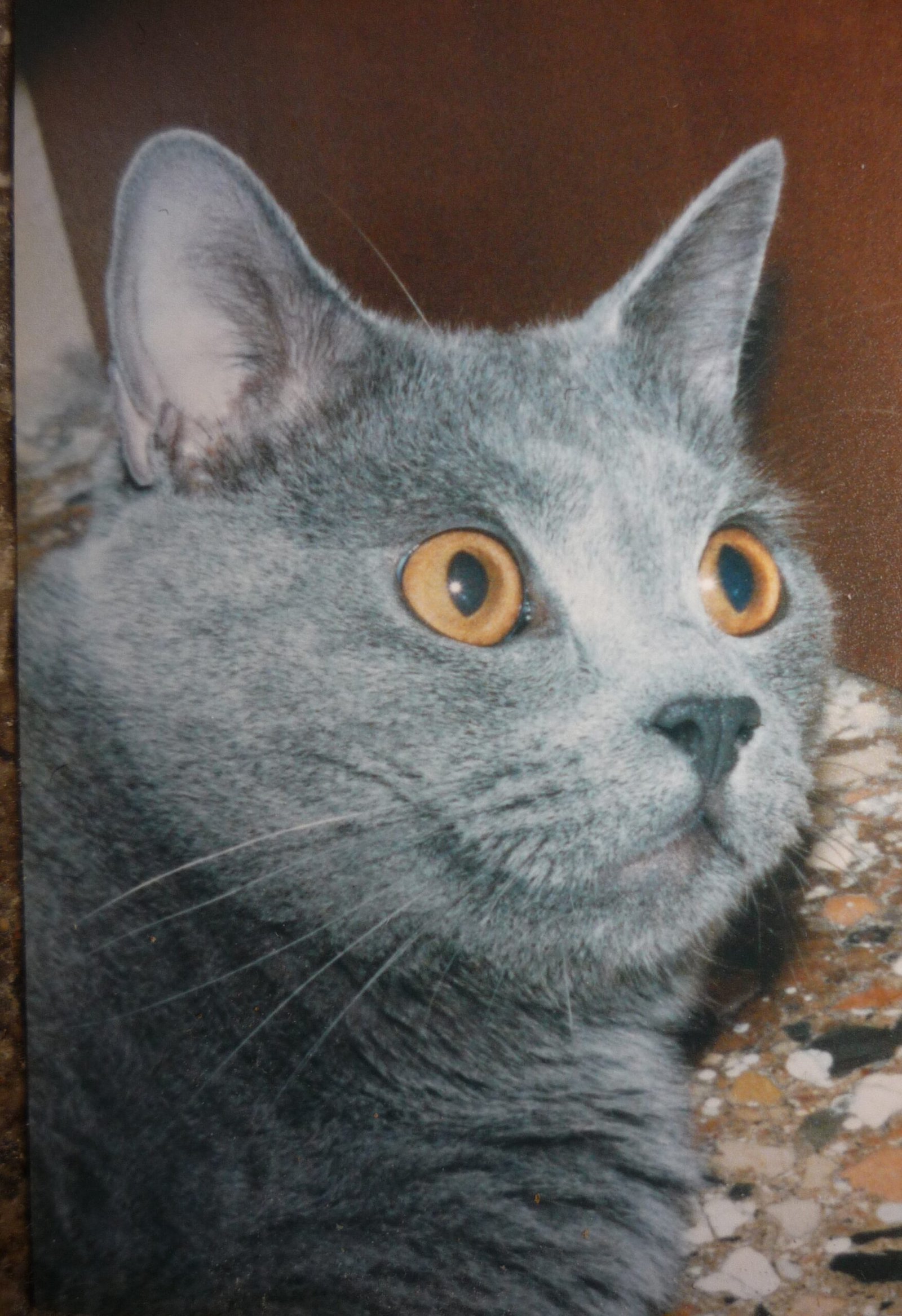 Slow Blinking (image credits: wikimedia)