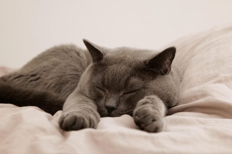 10 Feline Habits That Say “I Trust You With My Space”