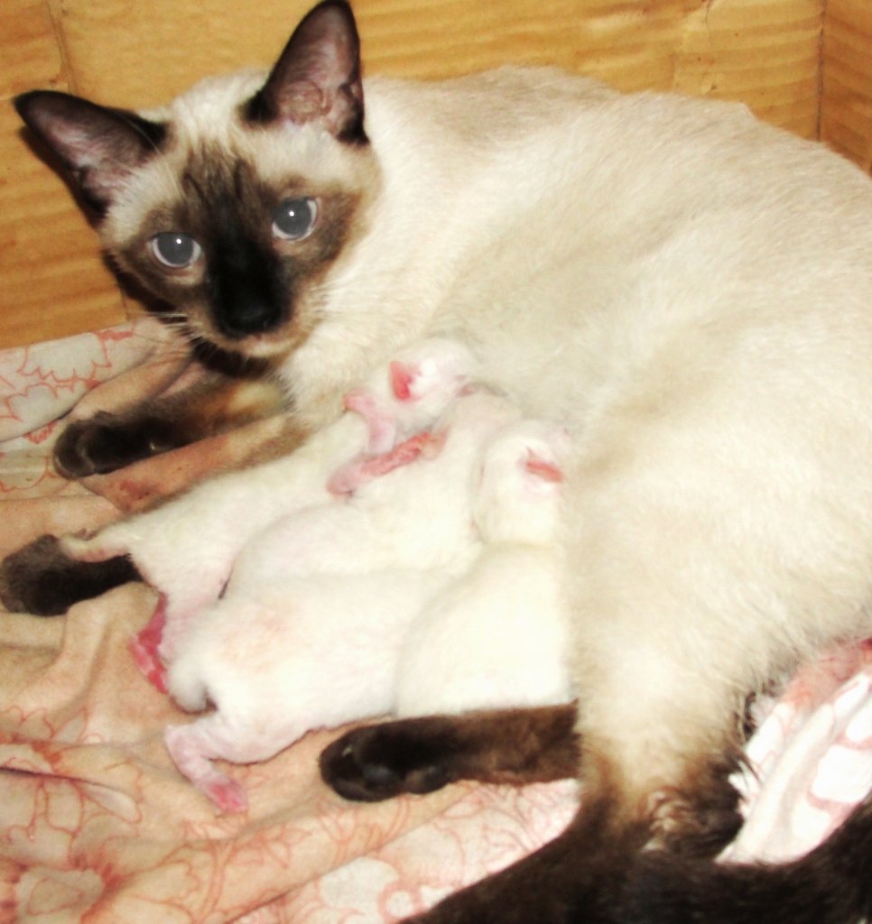Understanding Emotional Sensitivity in Cats (image credits: wikimedia)