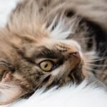 How to Be a Safe Space for an Emotionally Sensitive Cat