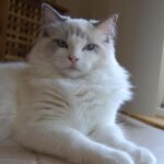 The Sphinx Pose: Guarded Relaxation