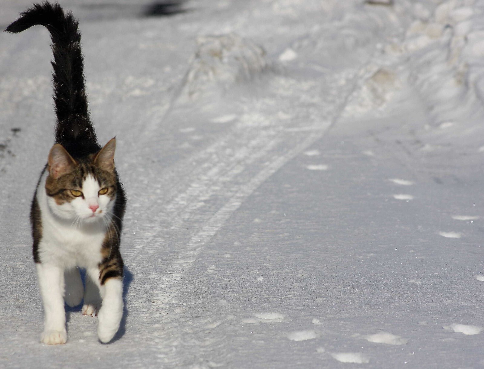 The Tucked-In Tail: Subtle Signs of Security (image credits: wikimedia)